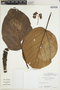 Coussapoa asperifolia subsp. magnifolia (Trécul) Akkermans & C. C. Berg, Colombia, R. E. Schultes 18996, F