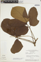 Fridericia cinnamomea (DC.) L. G. Lohmann, Brazil, G. T. Prance 3878, F