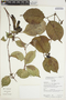 Dolichandra uncata (Andrews) L. G. Lohmann, Ecuador, R. J. Burnham 1886, F