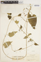 Oxypetalum cordifolium (Vent.) Schltr., COLOMBIA, J. Cuatrecasas 1919, F