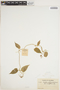 Oxypetalum cordifolium (Vent.) Schltr., COLOMBIA, H. H. Smith 2092, F