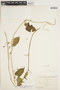 Oxypetalum cordifolium (Vent.) Schltr., ECUADOR, M. Acosta Solis 12807, F