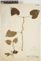 Oxypetalum flavopurpureum Goyder & Fontella, PERU, G. Klug 3976, F