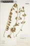 Oxypetalum tomentosum Hook. & Arn., Brazil, A. Krapovickas 36956, F