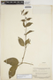 Manettia alba (Aubl.) Wernham, BRITISH GUIANA [Guyana], B. Maguire 22839, F