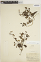 Manettia reclinata L., COLOMBIA, E. P. Killip 14908, F