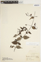 Manettia reclinata L., COLOMBIA, O. L. Haught 2111, F