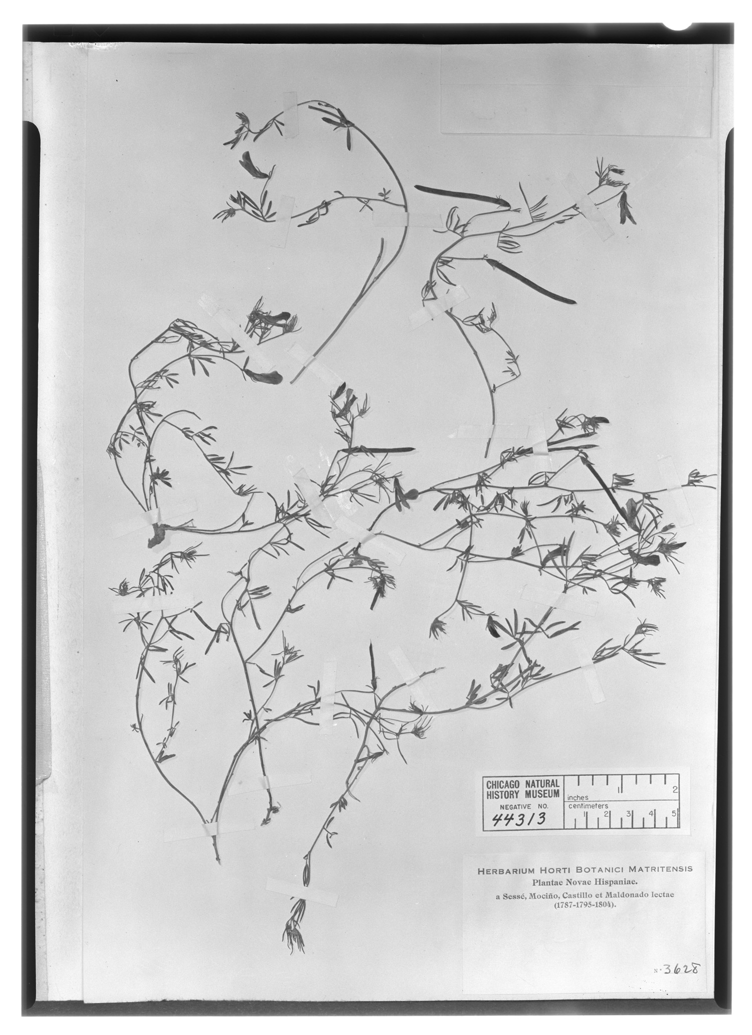 Hosackia angustifolia image