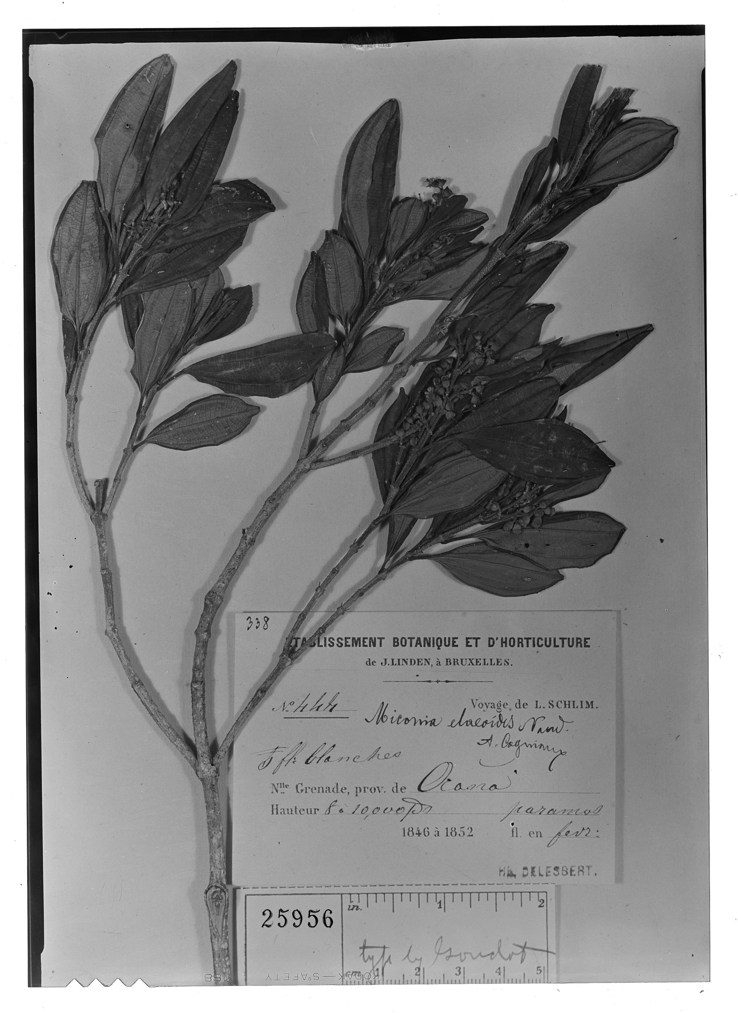 L J Schlim Botanical Collections
