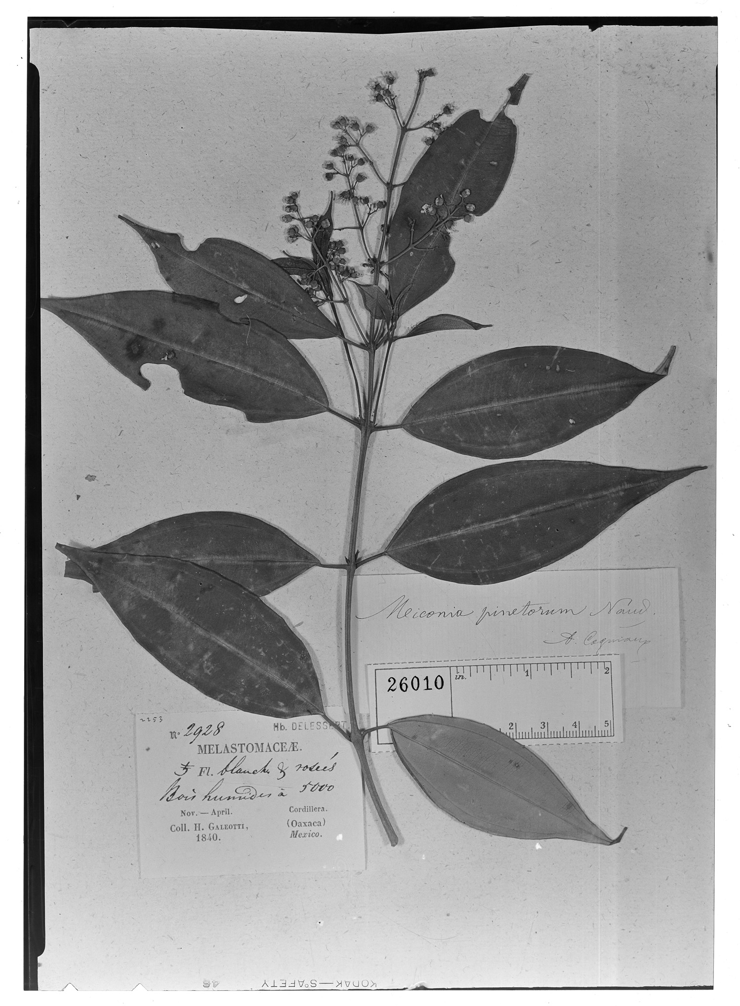 Miconia pinetorum image
