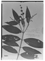 Field Museum photo negatives collection; Genève specimen of Miconia rhytidophylla Naudin, BRITISH GUIANA [Guyana], Schomburgk 884, Isotype, G