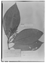 Field Museum photo negatives collection; Genève specimen of Miconia tovarensis Cogn., VENEZUELA, A. Fendler 419, Type [status unknown], G