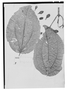 Field Museum photo negatives collection; Genève specimen of Meriania splendens Triana, PERU, J. J. Triana, Type [status unknown], G