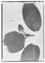 Field Museum photo negatives collection; Genève specimen of Tococa orcheophora Naudin, BOLIVIA, A. C. V. M. D. d'Orbigny 855, Holotype, G