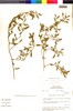 Flora of the Lomas Formations: Nolana humifusa (Gouan) I. M. Johnst., M. O. Dillon 3621, F