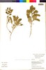 Flora of the Lomas Formations: Nolana humifusa (Gouan) I. M. Johnst., Peru, M. Weigend 537, F