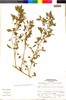 Flora of the Lomas Formations: Nolana humifusa (Gouan) I. M. Johnst., Peru, S. Leiva G. 2147, F