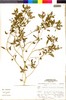 Flora of the Lomas Formations: Nolana humifusa (Gouan) I. M. Johnst., Peru, S. Leiva G. 2144, F