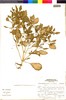 Flora of the Lomas Formations: Nolana humifusa (Gouan) I. M. Johnst., Peru, S. Leiva G. 2158, F