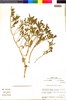 Flora of the Lomas Formations: Nolana humifusa (Gouan) I. M. Johnst., Peru, M. O. Dillon 4694, F