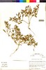Flora of the Lomas Formations: Nolana humifusa (Gouan) I. M. Johnst., Peru, M. O. Dillon 4714, F