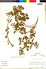 Flora of the Lomas Formations: Nolana humifusa (Gouan) I. M. Johnst., Peru, M. O. Dillon 4654, F