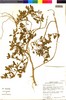 Flora of the Lomas Formations: Nolana paradoxa Lindl., Chile, T. G. Lammers 7504, F