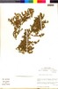 Flora of the Lomas Formations: Nolana peruviana (Gaudich.) I. M. Johnst., Chile, M. O. Dillon 5708, F