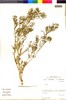 Flora of the Lomas Formations: Nolana L. f., Chile, M. O. Dillon 5356, F