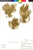 Flora of the Lomas Formations: Nolana ramosissima I. M. Johnst., Chile, M. O. Dillon 8055, F