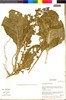 Flora of the Lomas Formations: Nolana elegans (Phil.) Reiche, Chile, M. O. Dillon 8056, F