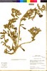 Flora of the Lomas Formations: Nolana paradoxa Lindl., Chile, M. O. Dillon 5420, F