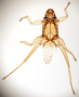 824789 Anastrebla spurrelli, male, holotype, habitus, dorsal view