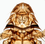 824789 Anastrebla spurrelli, male, holotype, head, dorsal view