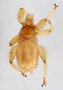 176894 Anatrichobius scorzai, female, habitus, dorsal view