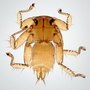 374156 Basilia antrozoi (TK 75511), adult female, habitus, dorsal view