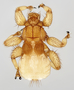 374806 Aspidoptera phyllostomatis, female, habitus, dorsal view