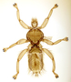 375326 Brachytarsina werneri, female, paratype, habitus, dorsal view