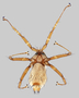 373109 Dipseliopoda biannulata (HH83), adult female, habitus, dorsal view