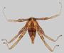 375530 Leptocyclopodia ferrarii ferrarii (RWT3912-15) adult male, habitus, dorsal view