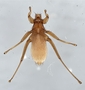 370749 Megistapophysis mordax Female Full Dorsal Costa Rica LACM0-1029-1031 wet