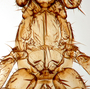 822927 Neotrichobius ectophyllae, holotype, male, thorax, dorsal view