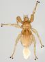 376231 Paradyschiria fusca, female, habitus, dorsal view