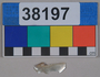 38197 shell fishhook fragment