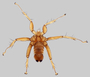 376405 Phthiridium biarticulatum (HH6920-7006), adult male, habitus, dorsal view