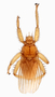 832889 Xenotrichobius noctilionis complex, female, habitus, dorsal view