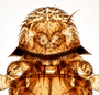 819615 Strebla paramirabilis, holotype, male, head, dorsal view