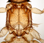 819615 Strebla paramirabilis, holotype, male, thorax, dorsal view