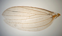 819615 Strebla paramirabilis, holotype, male, wing