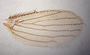 829857 Trichobius affinis, male, holotype, wing